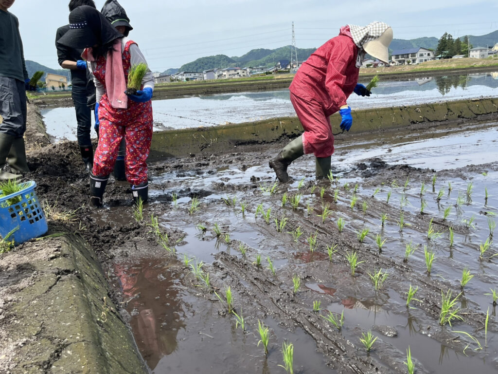 丁寧に田植えをする様子